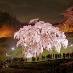 Le « Miharu Takizakura », cerisier pleureur de plus de mille ans. Il est situé sur un territoire contaminé par l'accident de Fukushima.